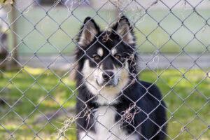 Quarter 4 Chain-Link Fences Offer Security